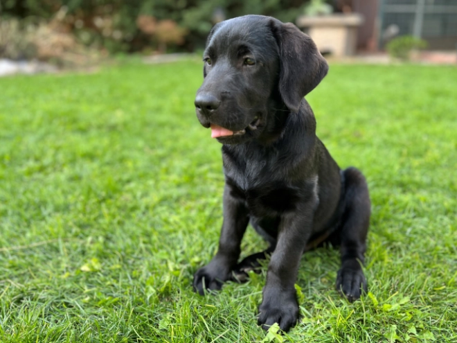 Labrador Retriever puppy for sale