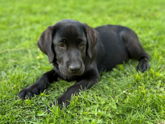 Labrador Retriever puppy for sale