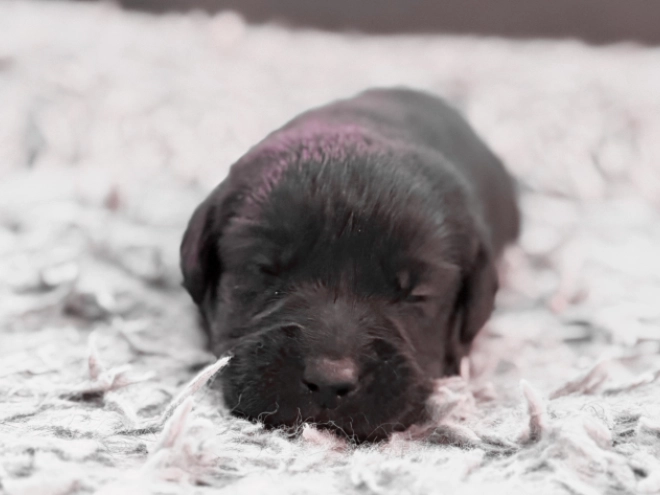 Labrador Retriever puppy for sale