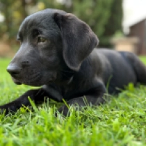 Toby, black Labrador Retriever for sale