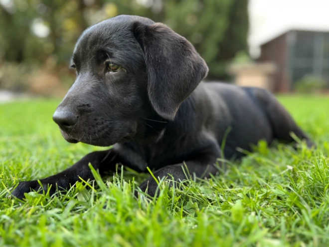Labrador Retriever puppy for sale
