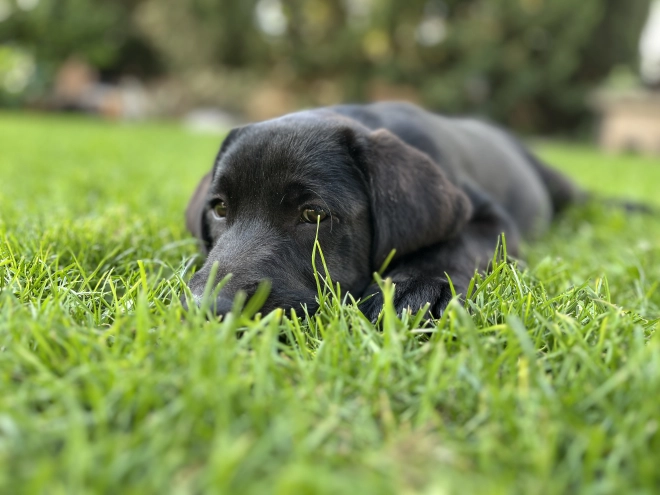 Labrador Retriever puppy for sale
