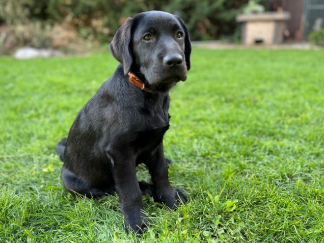 Labrador Retriever puppy for sale