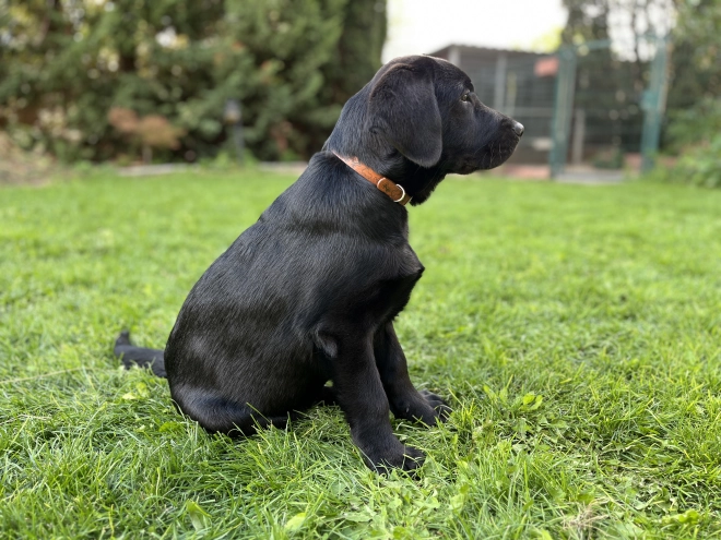 Labrador Retriever puppy for sale