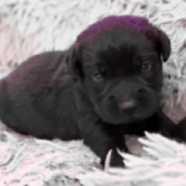 Toby, black Labrador Retriever for sale