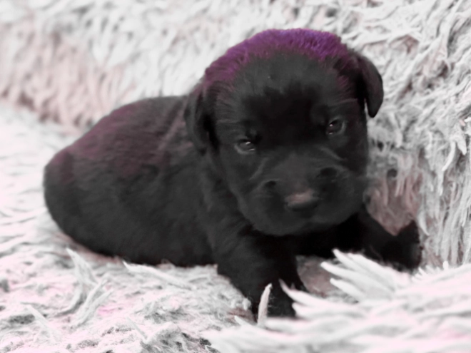 Labrador Retriever puppy for sale