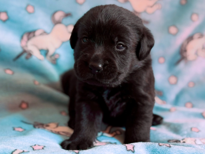 Labrador Retriever puppy for sale