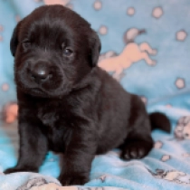 Toby, black Labrador Retriever for sale
