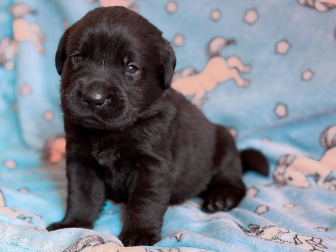 Labrador Retriever puppy for sale