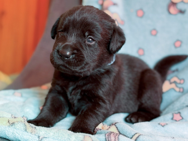 Labrador Retriever puppy for sale