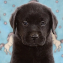 Toby, black Labrador Retriever en venta