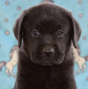 Toby, black Labrador Retriever en venta