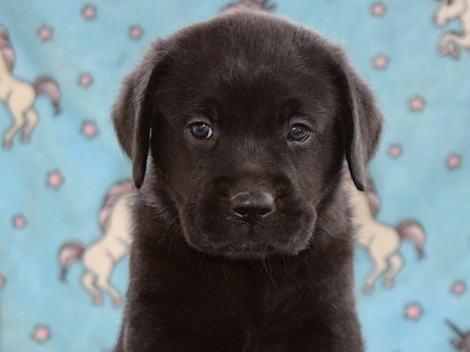 Labrador Retriever puppy for sale