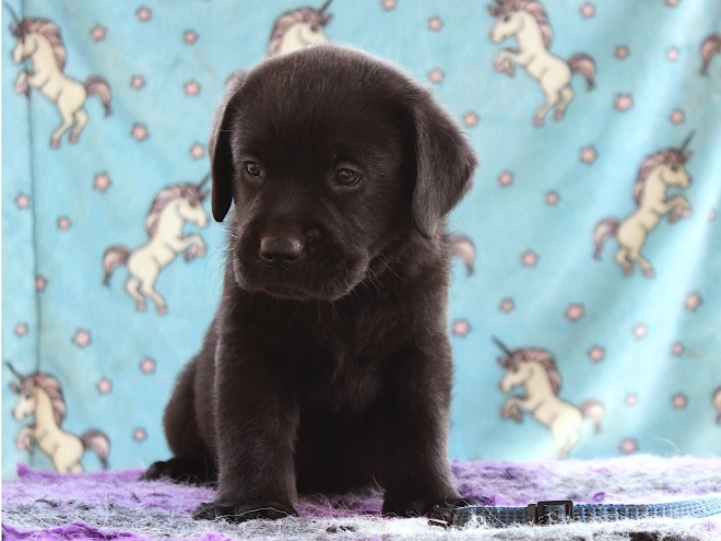 Labrador Retriever puppy for sale