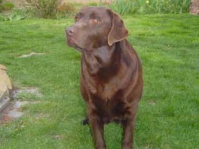 Labrador Retriever Welpe kaufen