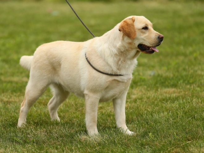 Labrador Retriever Welpe kaufen