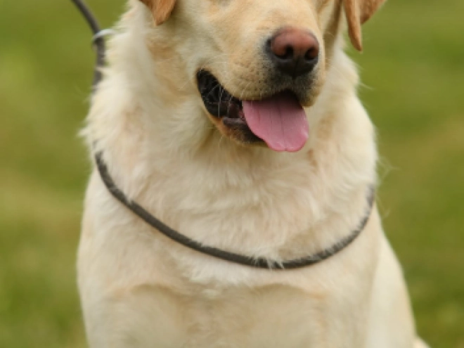 Labrador Retriever Welpe kaufen