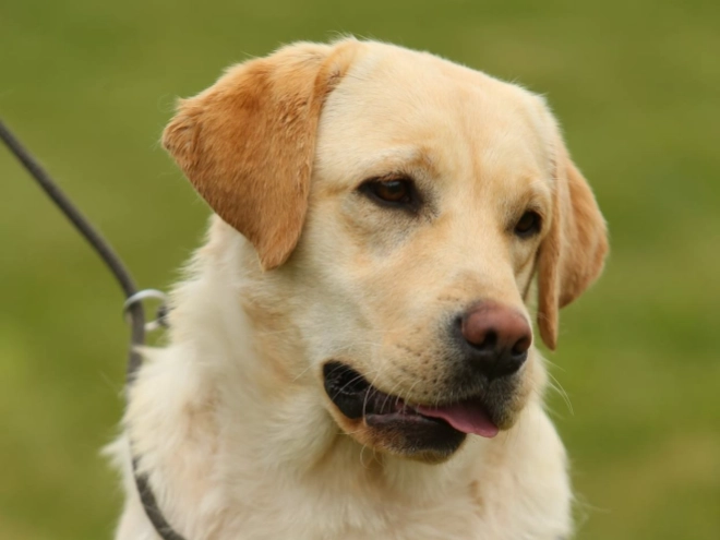 Labrador Retriever Welpe kaufen
