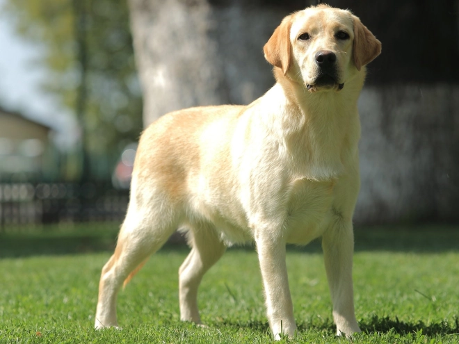 Labrador Retriever Welpe kaufen