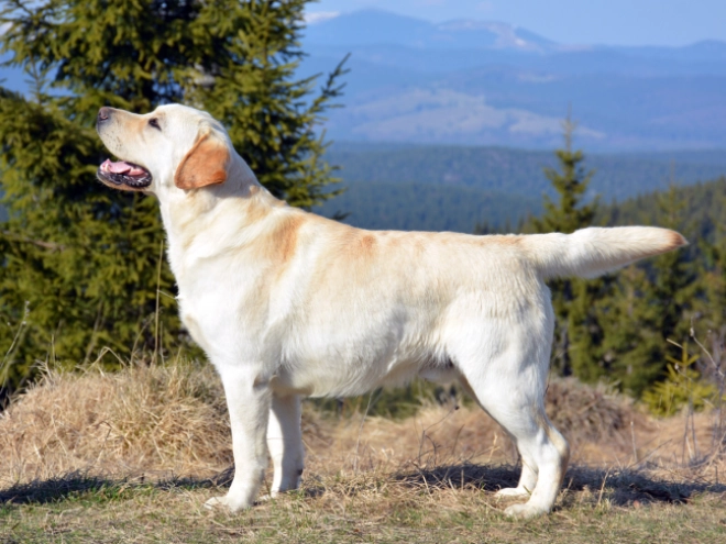 Labrador Retriever Welpe zu verkaufen