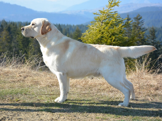 Labrador Retriever Welpe zu verkaufen