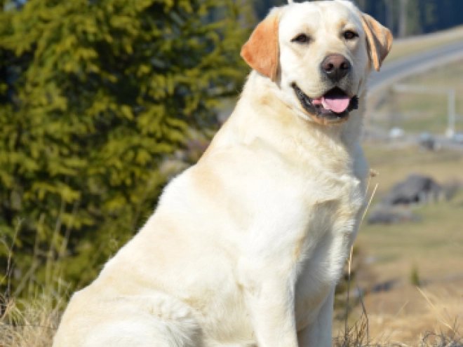 Labrador Retriever Welpe zu verkaufen