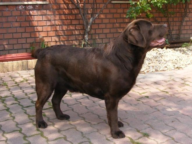 Labrador Retriever Welpe kaufen