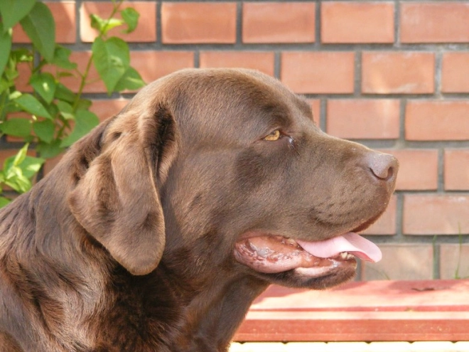 Labrador Retriever Welpe kaufen