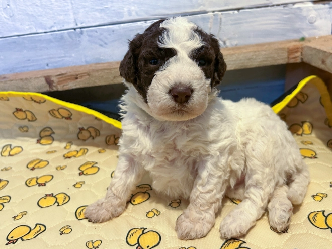 Perros Lagotto Romagnolo en venta