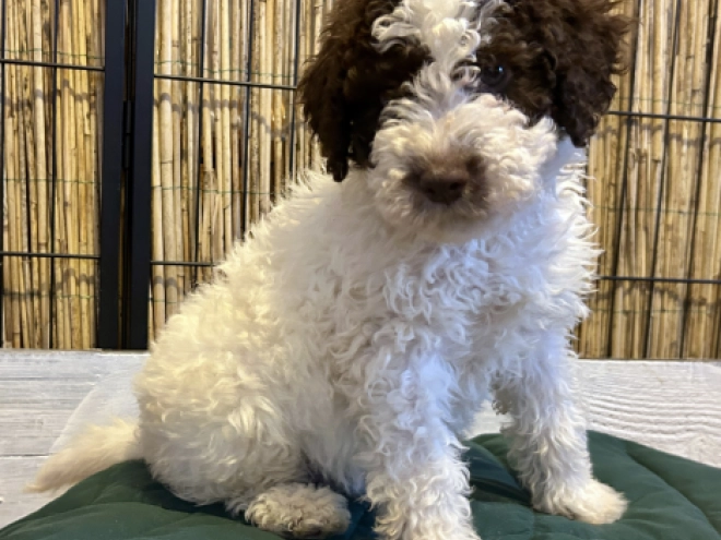 Perros Lagotto Romagnolo en venta