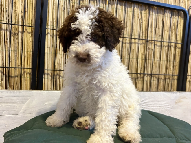 Perros Lagotto Romagnolo en venta