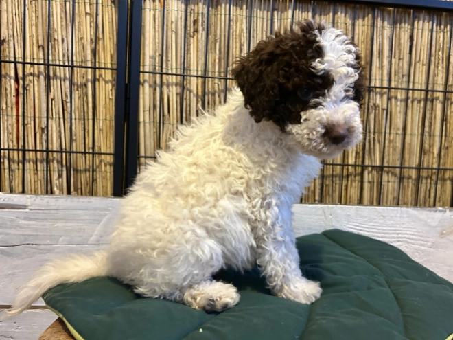 Perros Lagotto Romagnolo en venta