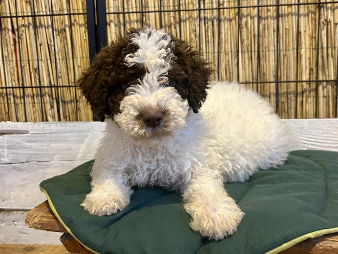 Perros Lagotto Romagnolo en venta