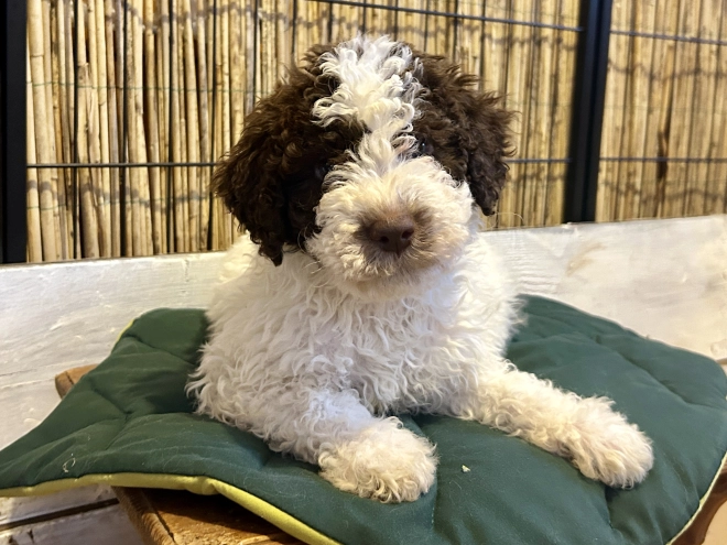 Perros Lagotto Romagnolo en venta
