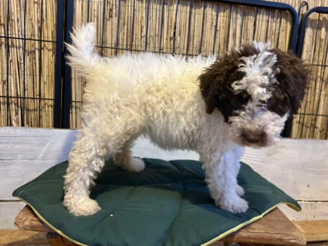 Perros Lagotto Romagnolo en venta