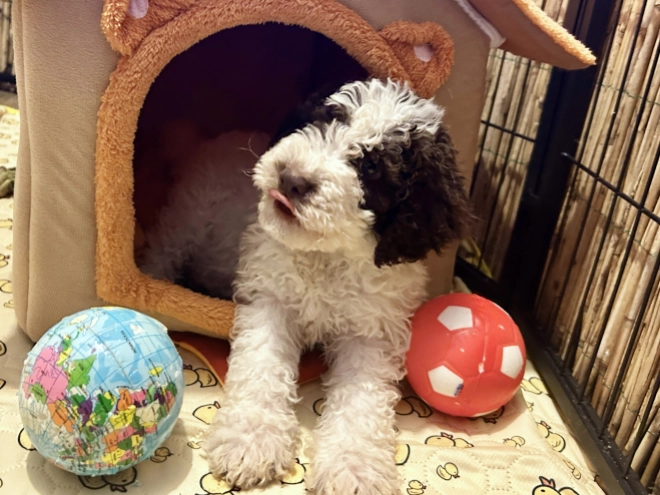 Perros Lagotto Romagnolo en venta
