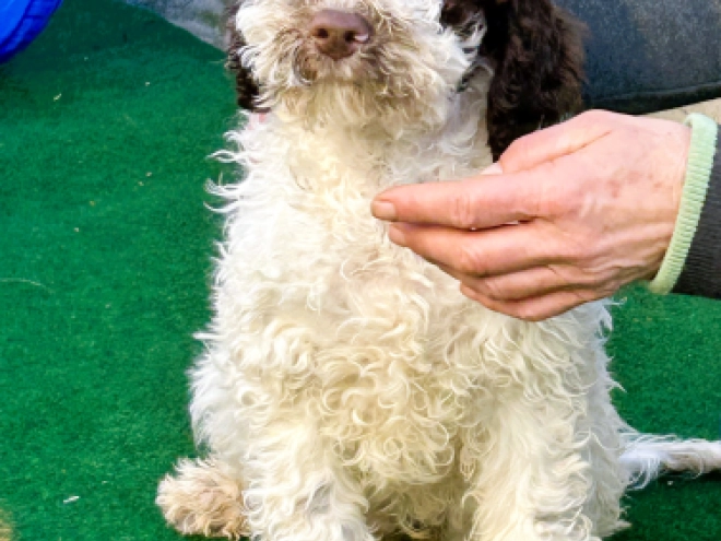 Perros Lagotto Romagnolo en venta