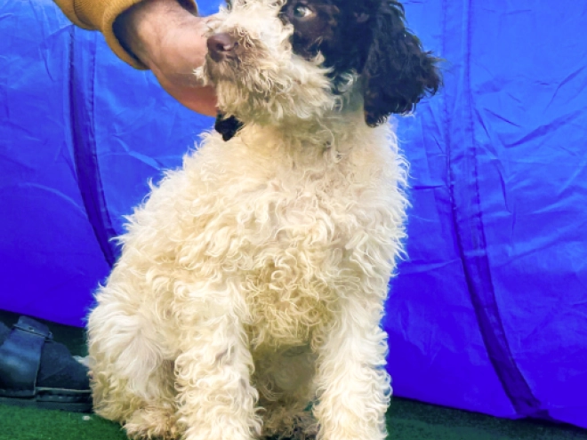 Perros Lagotto Romagnolo en venta