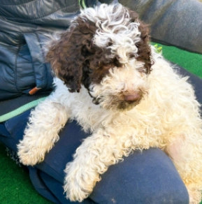 Lagotto Romagnolo Welpe kaufen