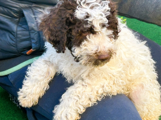 Perros Lagotto Romagnolo en venta