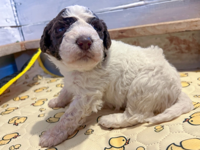 Perros Lagotto Romagnolo en venta