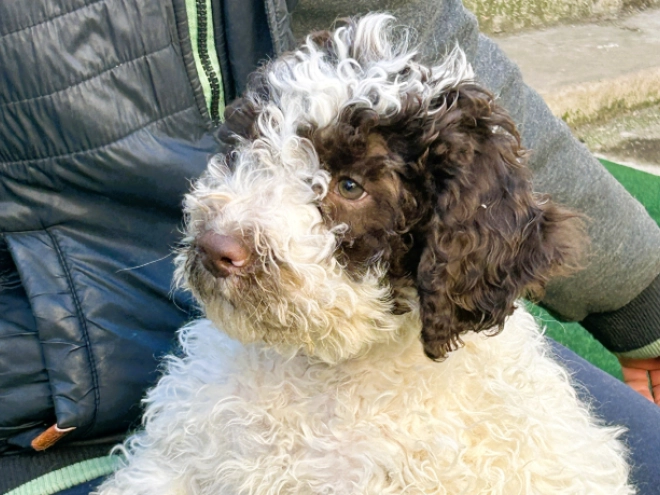 Perros Lagotto Romagnolo en venta