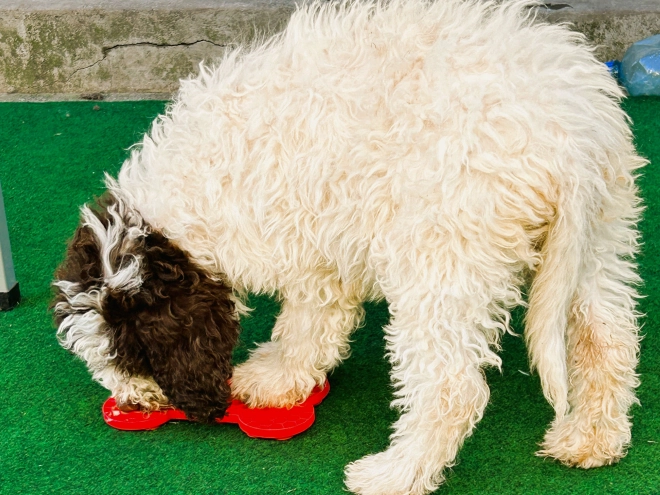 Perros Lagotto Romagnolo en venta