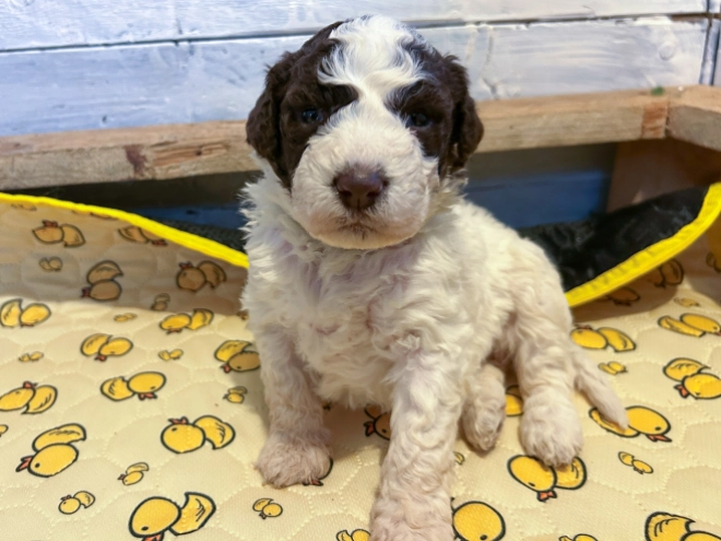 Perros Lagotto Romagnolo en venta