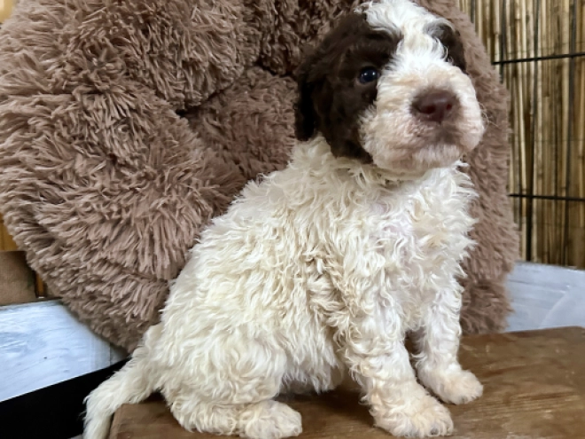 Perros Lagotto Romagnolo en venta