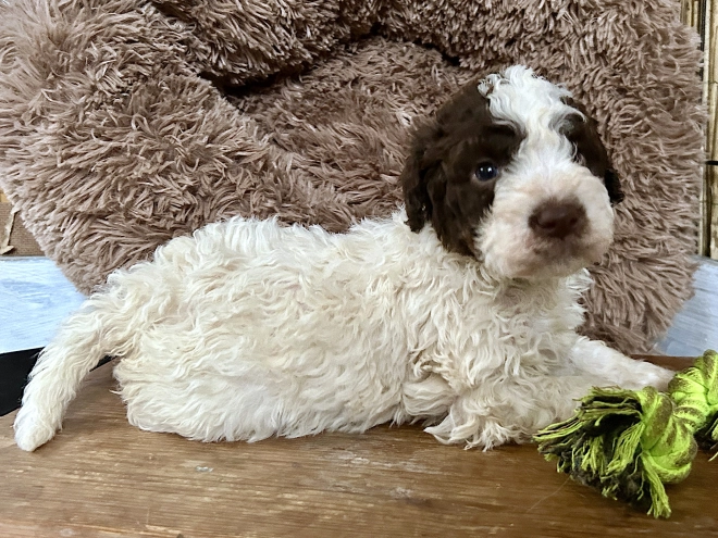 Perros Lagotto Romagnolo en venta