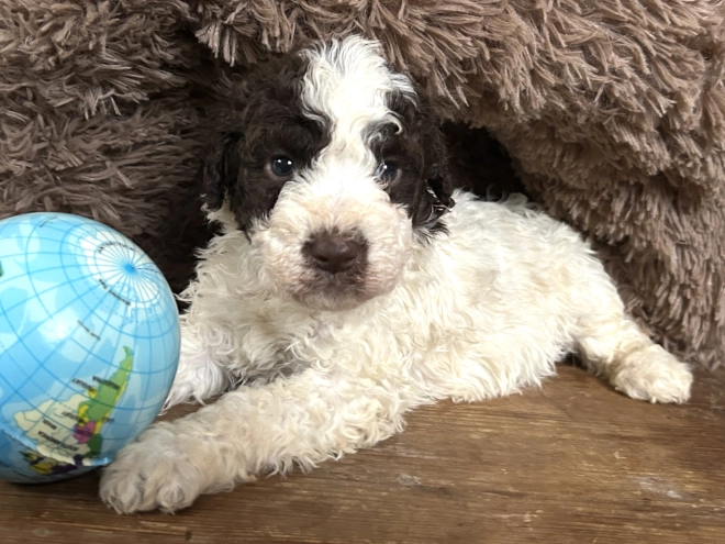 Perros Lagotto Romagnolo en venta