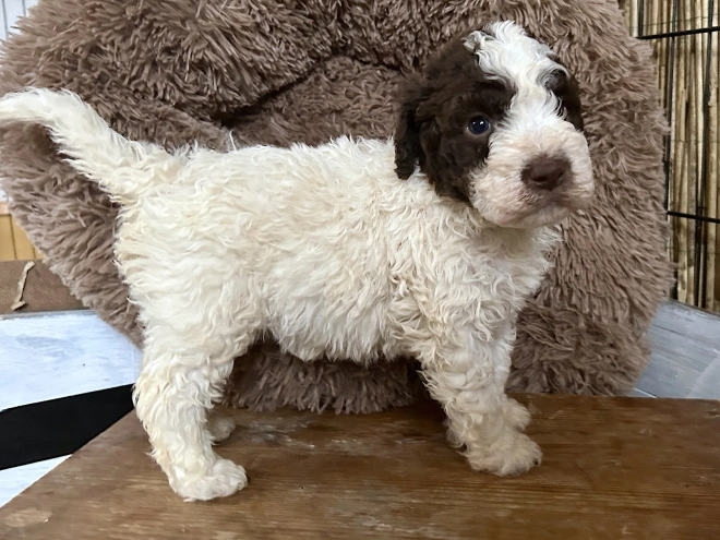 Perros Lagotto Romagnolo en venta