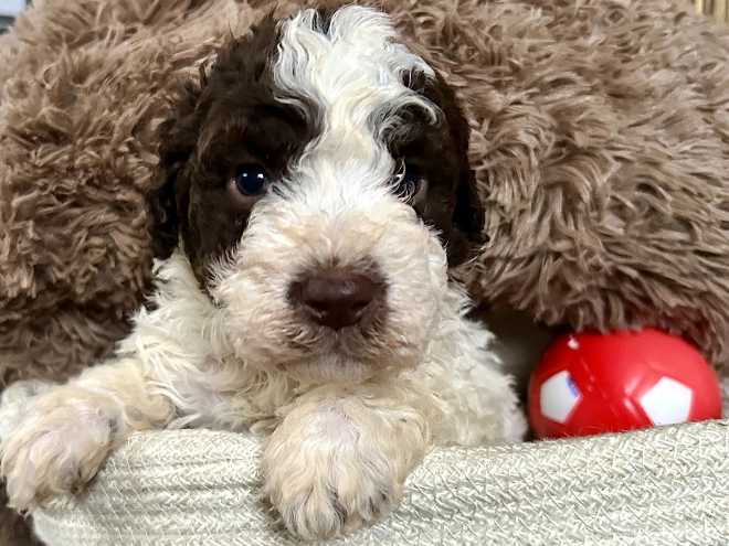 Perros Lagotto Romagnolo en venta
