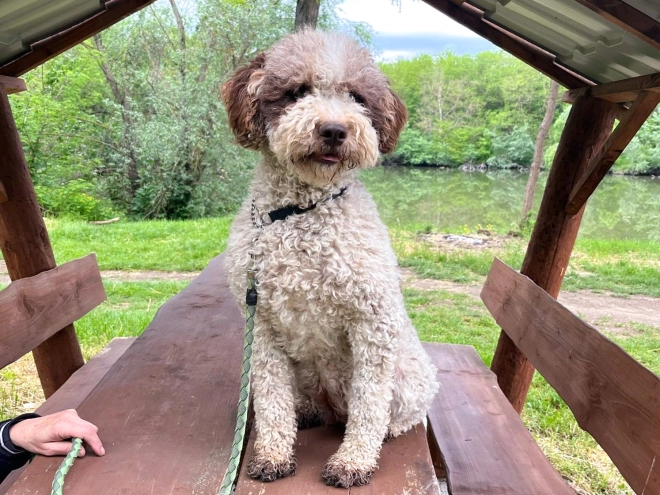 Lagotto Romagnolo puppy for sale